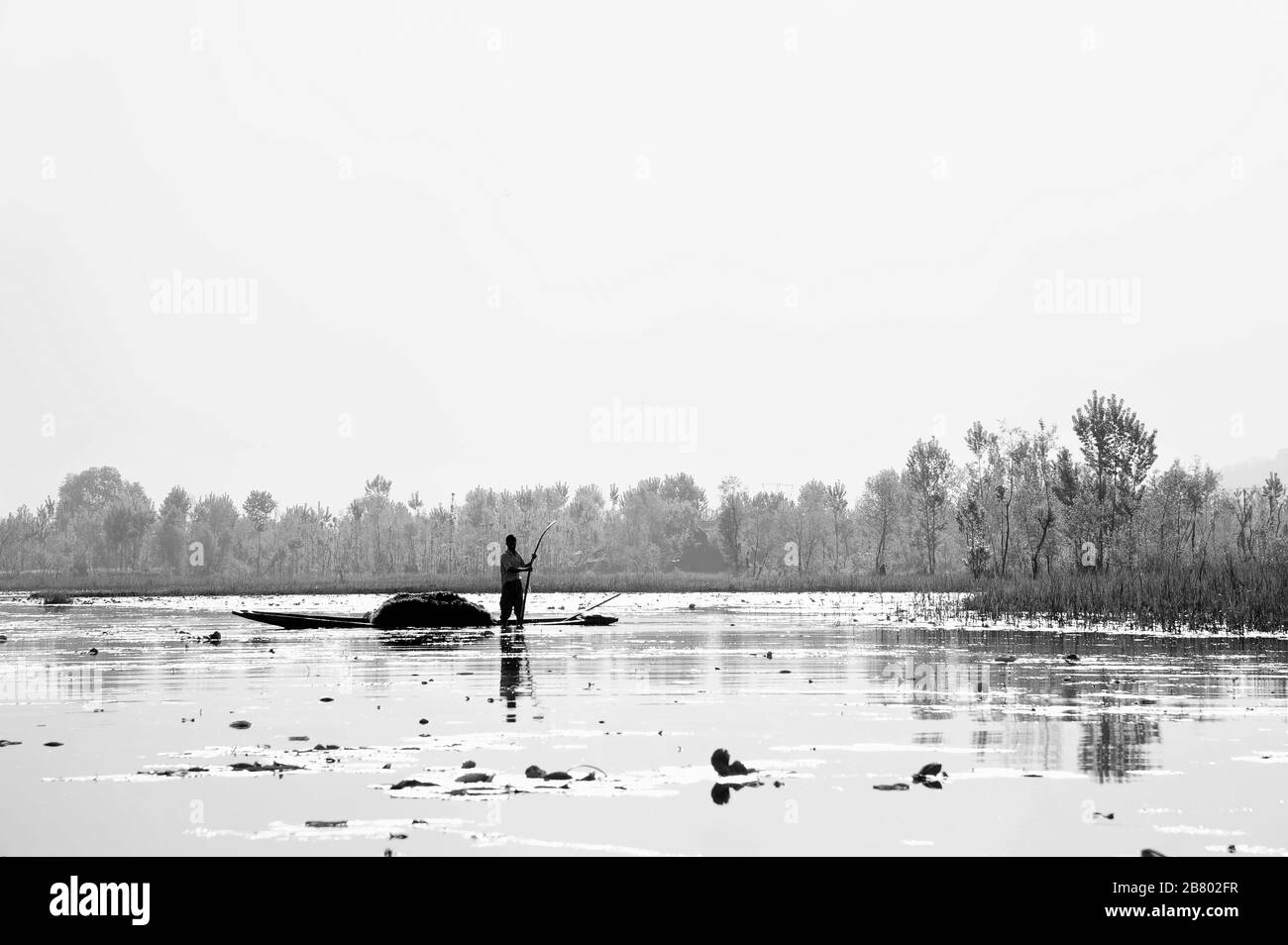 L'homme de Kashmiri qui élimine les mauvaises herbes, le lac Nagin, le lac Dal, Srinagar, le Cachemire, le Jammu-et-Cachemire, l'Inde, l'Asie Banque D'Images