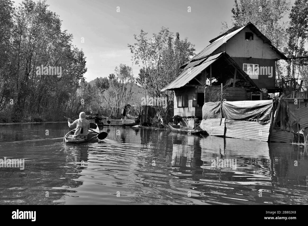 Kashmiri femme paddling boat, lac Nagin, lac Dal, Srinagar, Cachemire, Jammu-et-Cachemire, Inde, Asie Banque D'Images