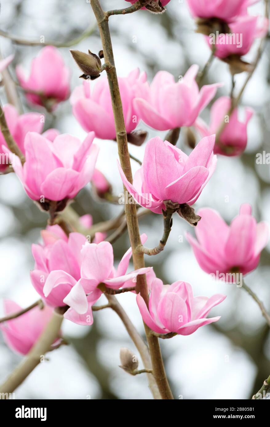 Gros plan de fleurs roses profondes de Magnolia Cambellii Queen Caroline au début du printemps. Banque D'Images