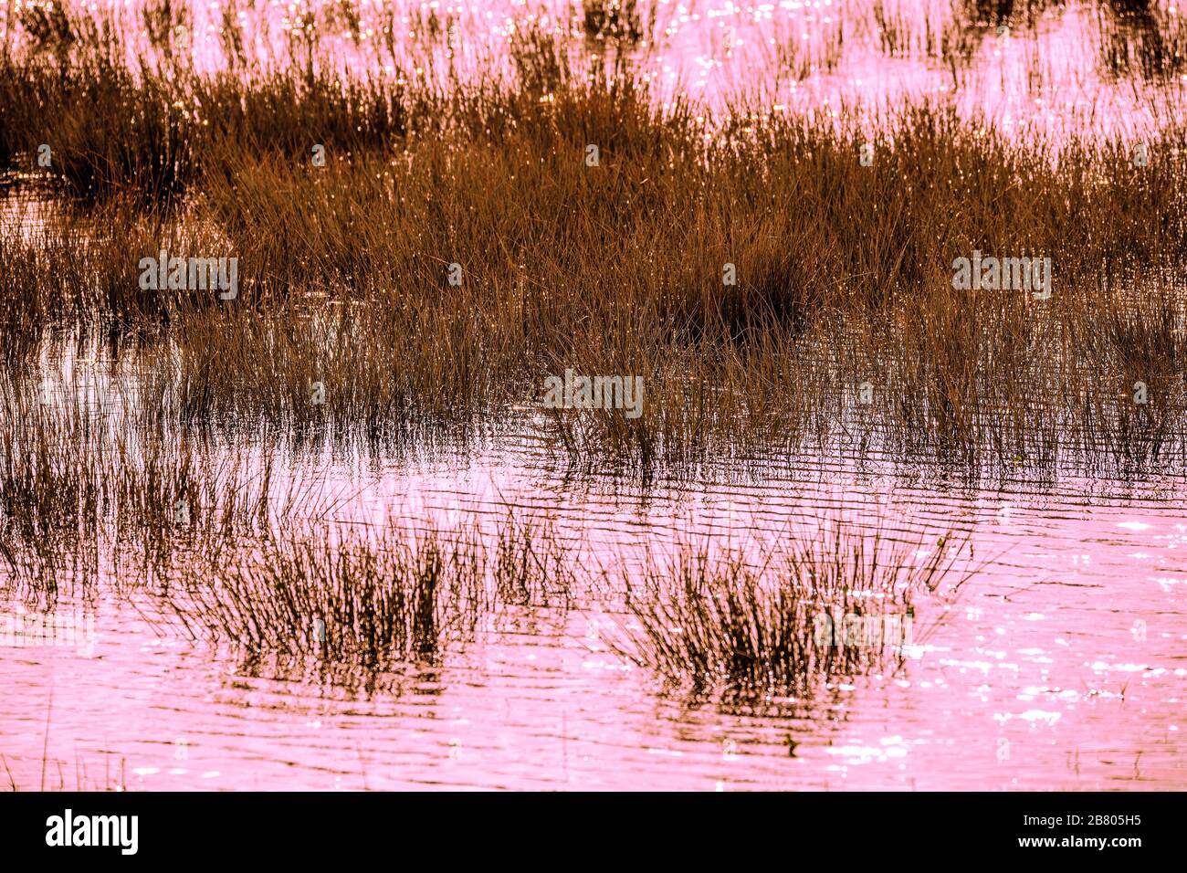 lit reed et affiche d'arrière-plan marais Banque D'Images