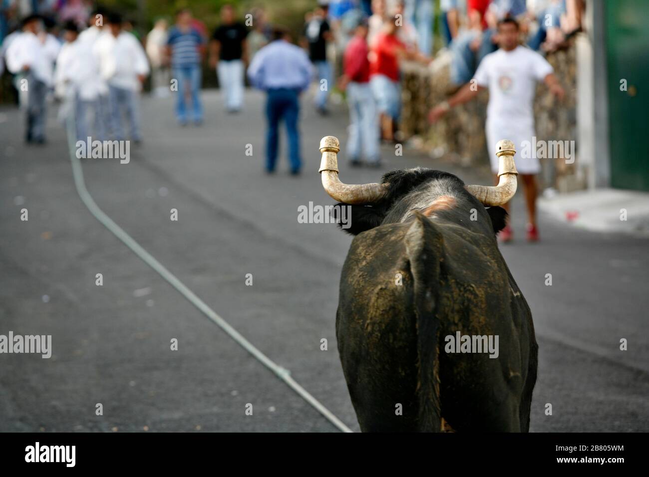 Tourada une corda, fiesta traditionnelle sur l'île de Terceira. Taureaux avec une corde gérée par des bergers dans des villages tout autour de l'île. Îles Açores, Portugal. Banque D'Images