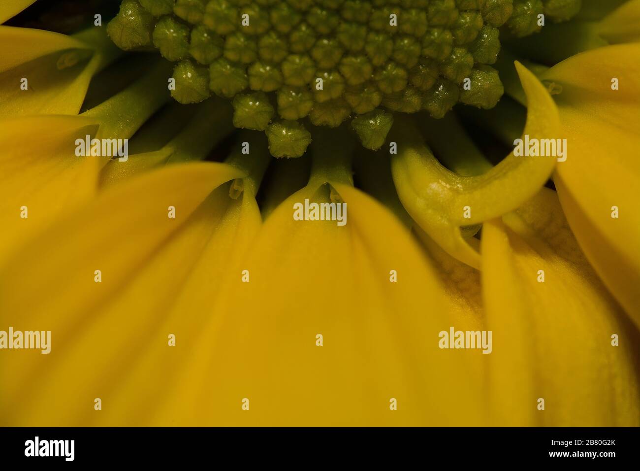 Macro-photo de gros plan Chrysanthemum Banque D'Images