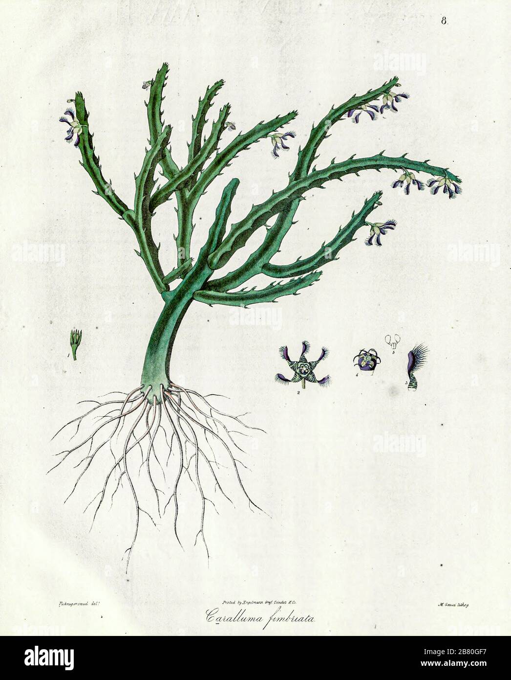 Caraluma adscendens syn Caraluma fimbriata est une plante succulente de la famille des Apocynaceae. Sa distribution va de l'Inde et du Sri Lanka à travers la péninsule arabique jusqu'à l'Afrique du Nord et au Sahel. À partir d'un article de journal de Nathaniel Waller en 1830 Banque D'Images