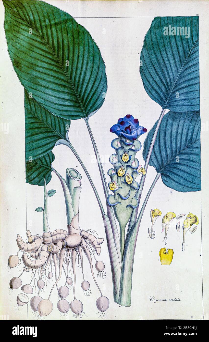Curcuma petiolata syn Curcuma petiolata (aussi connu sous le nom de joyau de Thaïlande, Siam tulip, gingembre caché, gingembre caché pastel caché, lys caché ou reine lys) est une plante de la famille des Zingiberaceae ou gingembre originaire de Thaïlande et de Malaisie d'un article de journal de Nathaniel Walich en 1830 Banque D'Images