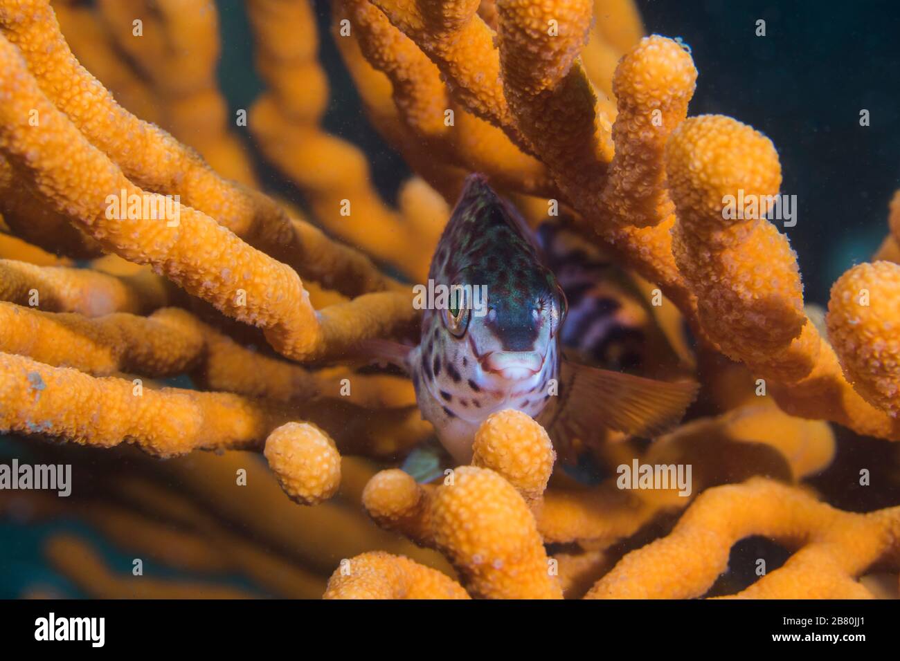 Un poisson rouge (Cheilodactylus fasciatus) assis dans un ventilateur de mer fragile (Eicella tricoronata). Banque D'Images