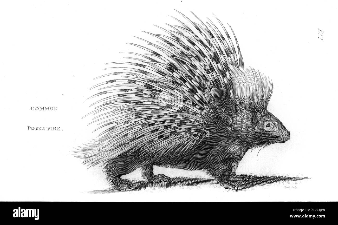 Porcupine de la zoologie générale, ou histoire naturelle Systématique Vol 2 Mammalia, par Shaw, George, 1751-1813; Stephens, James Francis, 1792-1853; Heath, Charles, 1785-1848, graveur; Griffith, Mme, graveur; Chappelow. Copperplate Imprimé à Londres en 1801 par G. Kearsley Banque D'Images