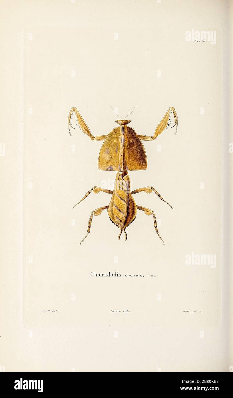 Insectes, papillons et papillons de souvenirs d'un voyage dans l'Inde de 1834 à 1839 (un voyage en Inde) de Delessert, Adolphe, publié à Paris en 1843 Banque D'Images