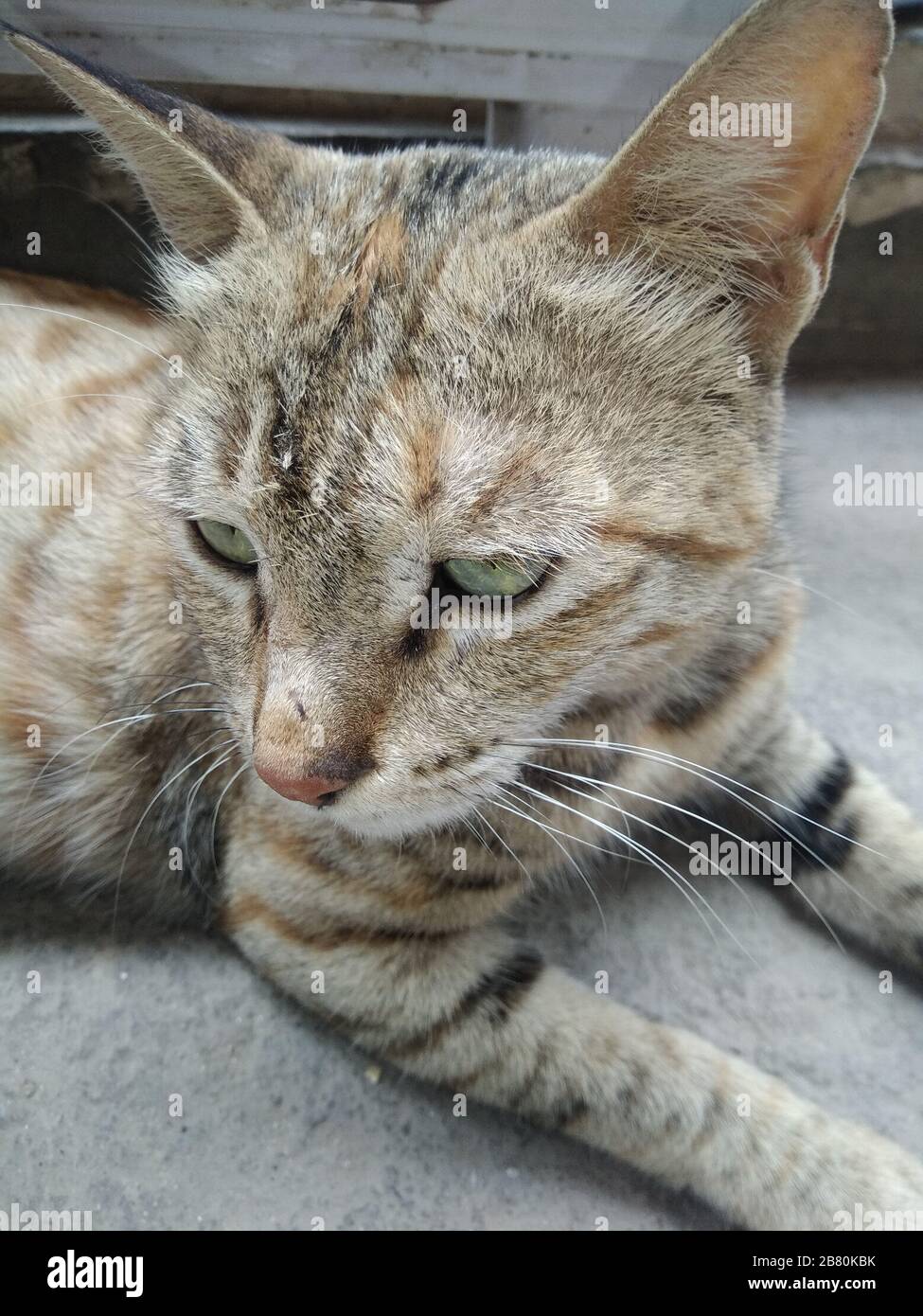 Une photo de chat Banque D'Images