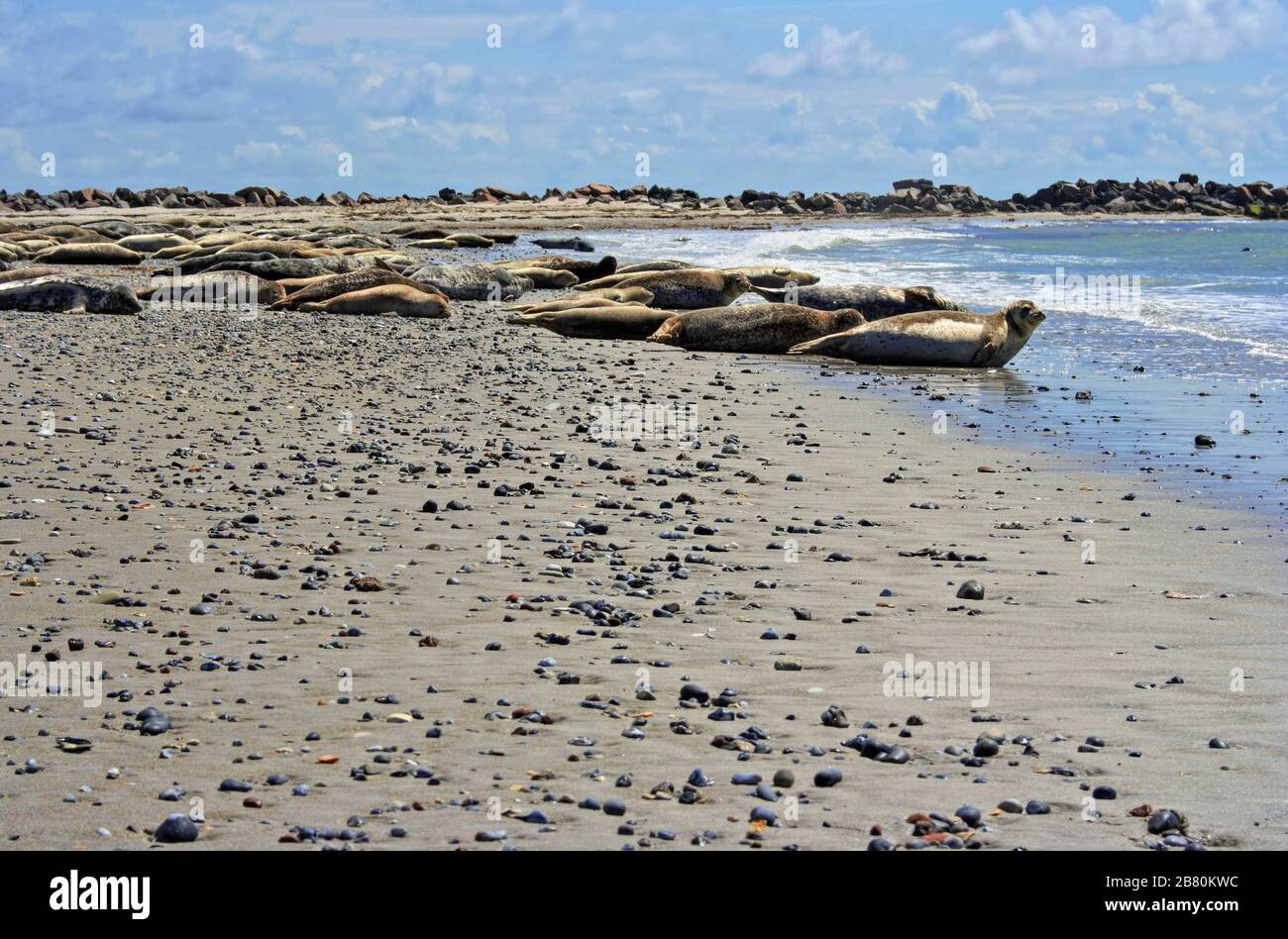 Phoques communs et phoques gris sur la plage de Helgoland, en mer du Nord, en Allemagne du Nord Banque D'Images