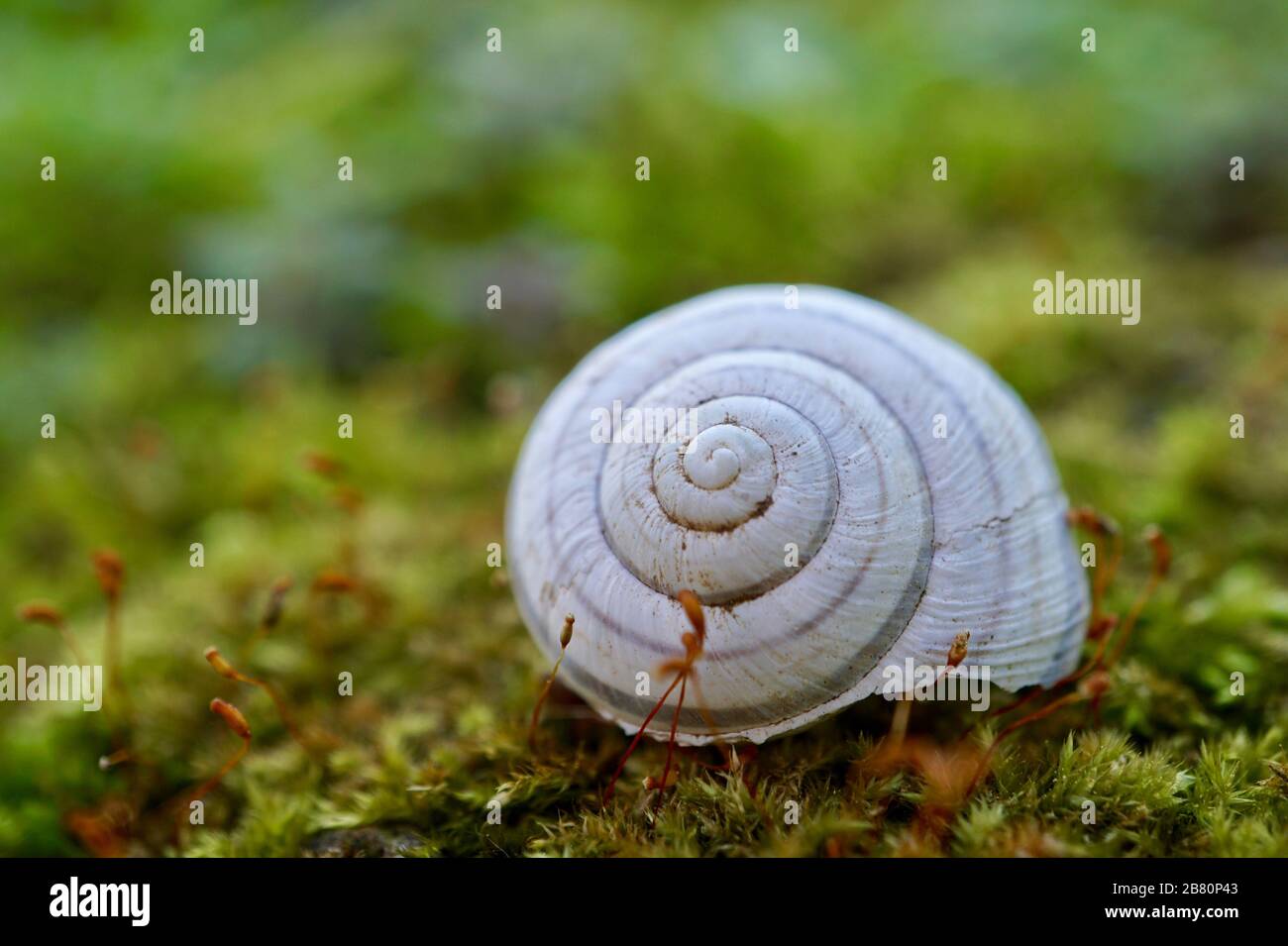escargot blanc sur le sol dans la nature Banque D'Images