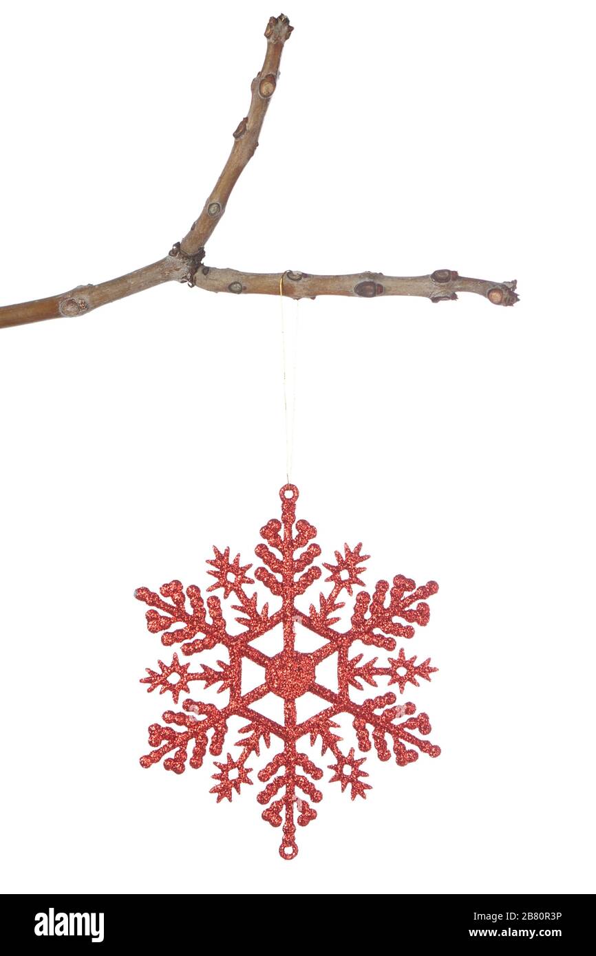 Flocons de neige de noël rouges décoratifs sur une branche. Sur fond blanc. Banque D'Images