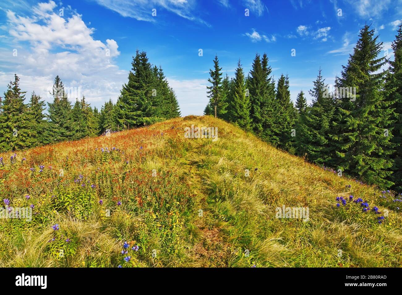 Belle vallée dans la forêt dans les montagnes des Carpates. Banque D'Images