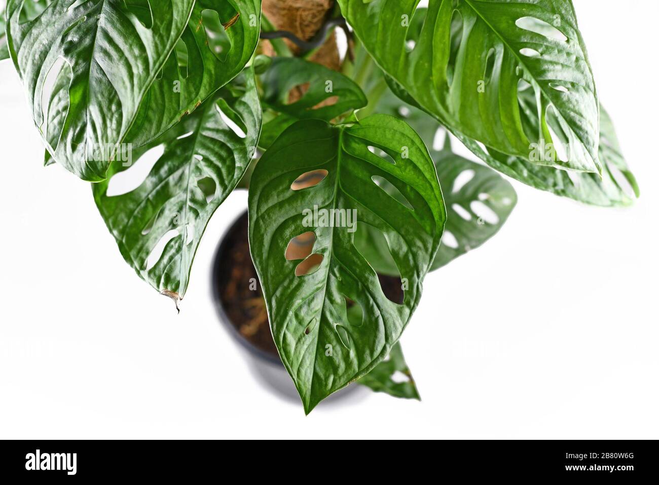 Gros plan de feuilles avec des trous de la plante tropicale de maison de vigne 'Monstera Adansonii' ou 'Monkey Mask' sur fond blanc Banque D'Images