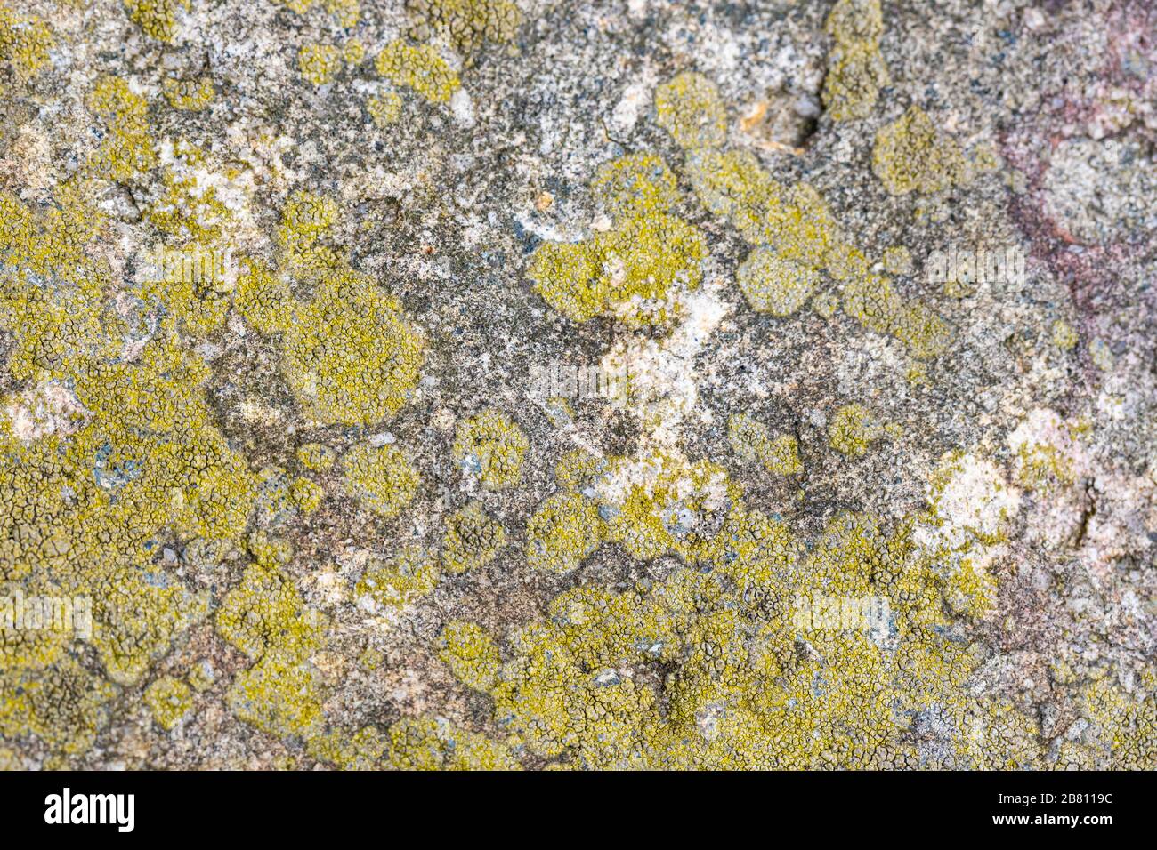 Surface en grès avec lichens verts dans le centre de la Pennsylvanie Banque D'Images