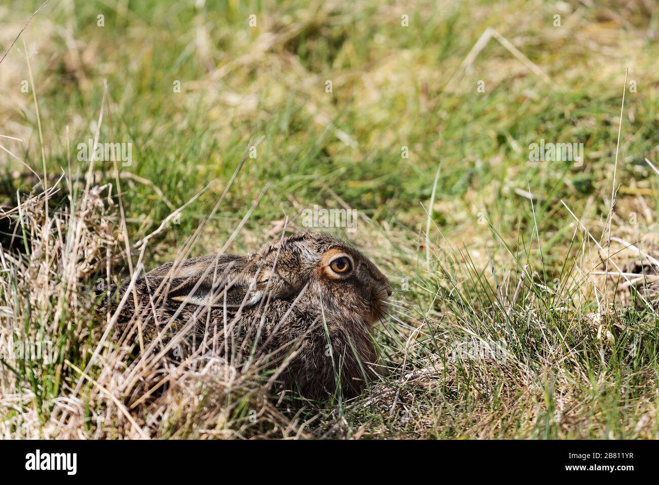 Lièvre brun (Lepus capensis) à Grassland Habitat, Teesdale, comté de Durham, Royaume-Uni Banque D'Images