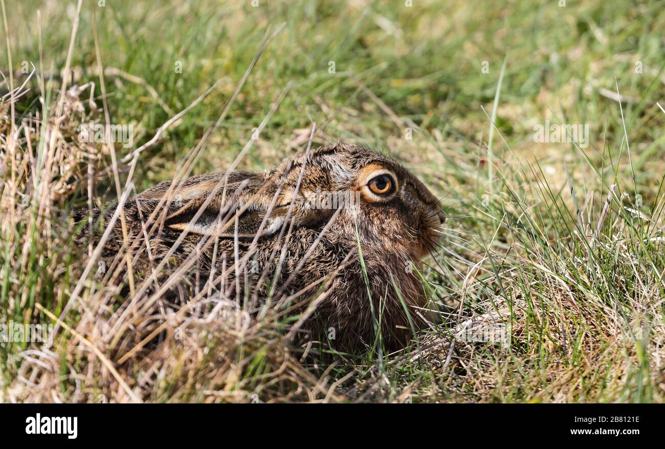 Lièvre brun (Lepus capensis) à Grassland Habitat, Teesdale, comté de Durham, Royaume-Uni Banque D'Images