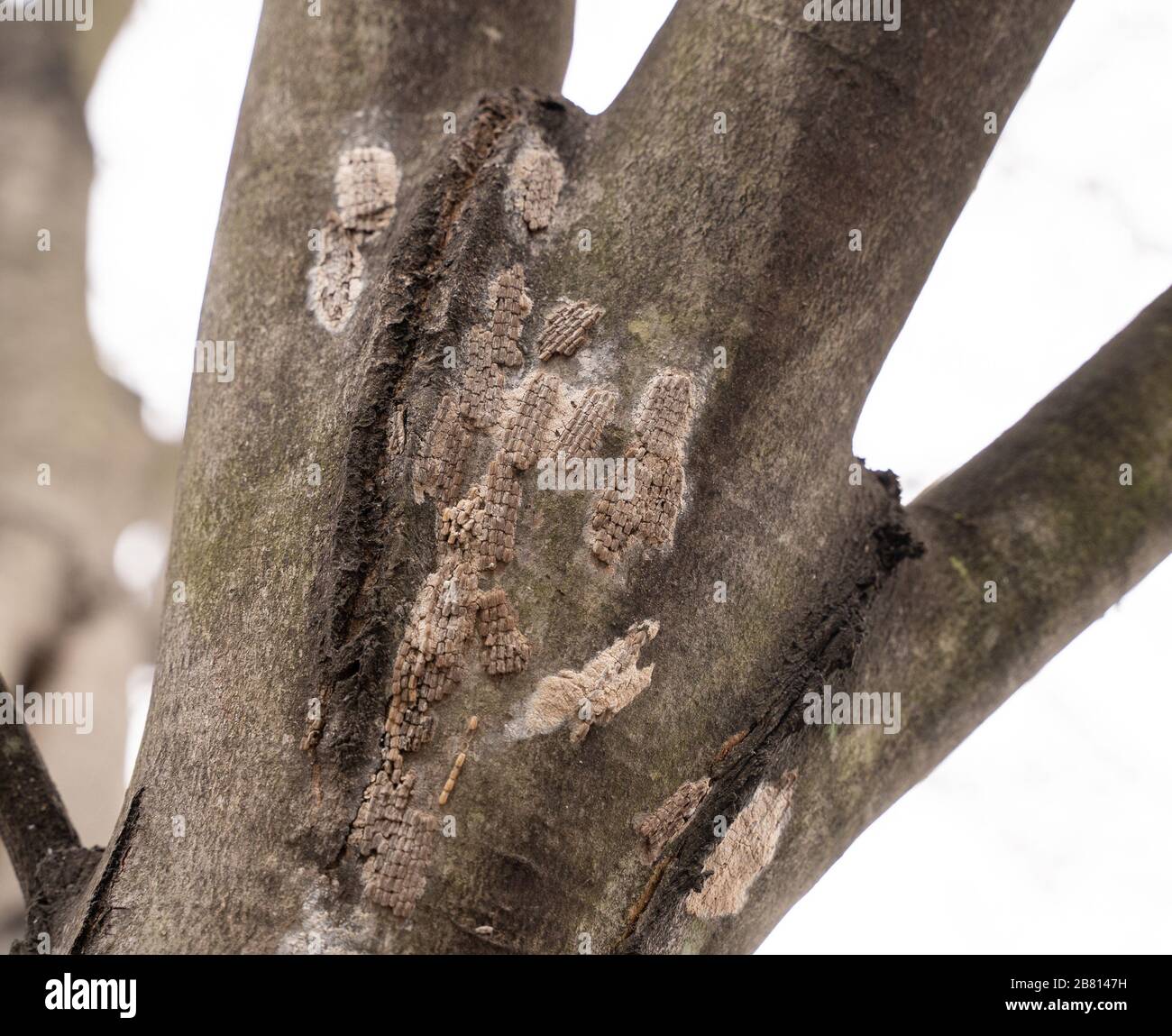 C'est ce à quoi ressemblent les œufs de lanternfly repérés au printemps. Ils doivent être grattés des arbres avant qu'ils n'éclore. Banque D'Images