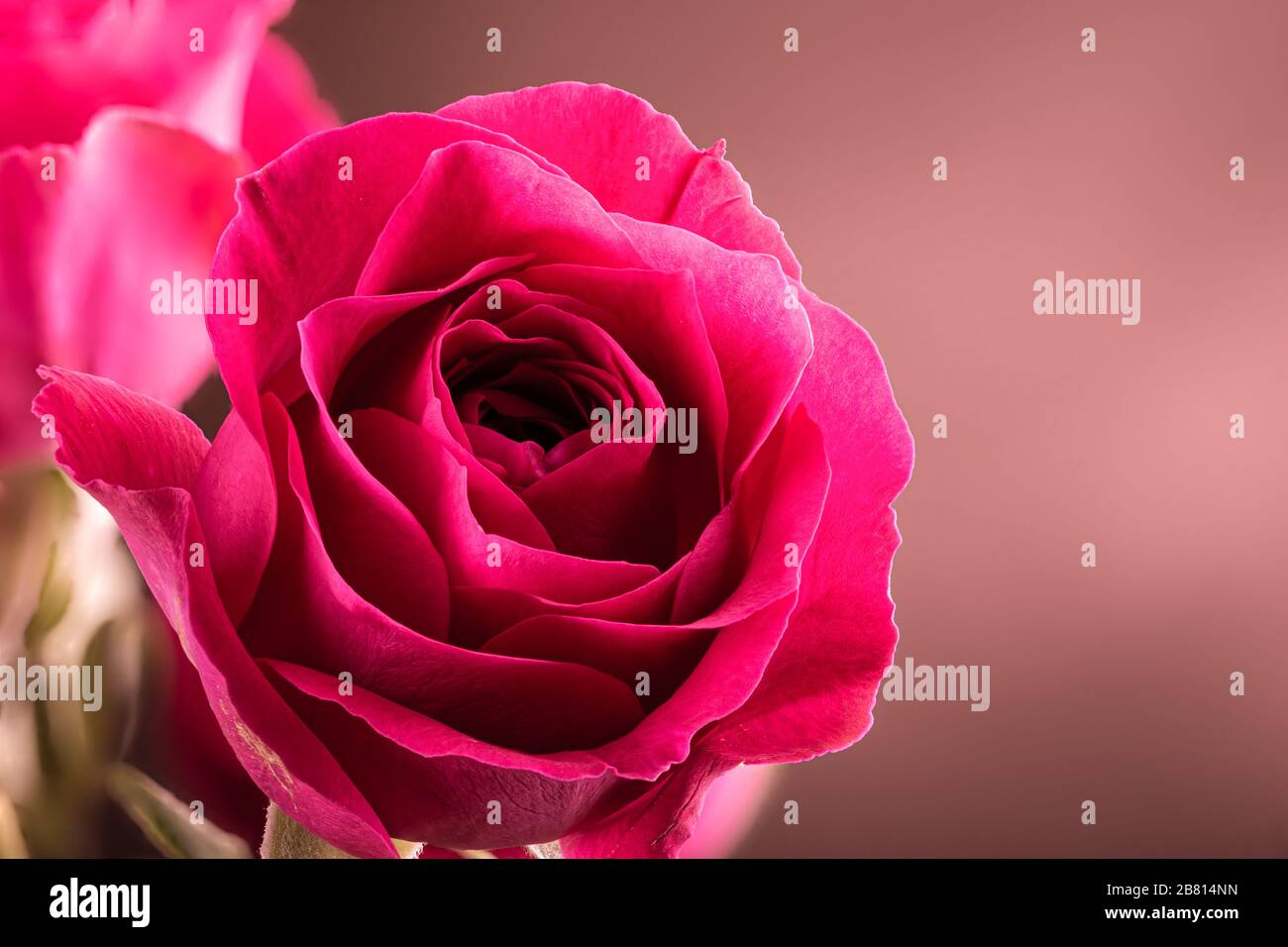 Gros plan d'une belle rose rouge sur fond brun avec espace de copie Banque D'Images
