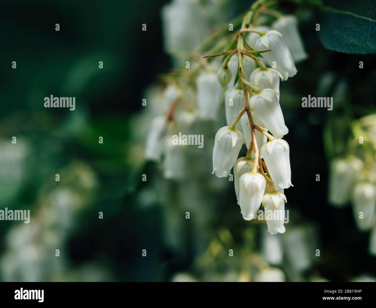 Gros plan sur les fleurs blanches en forme de cloche de pieris ' flamme de forêt' arbuste vert Banque D'Images