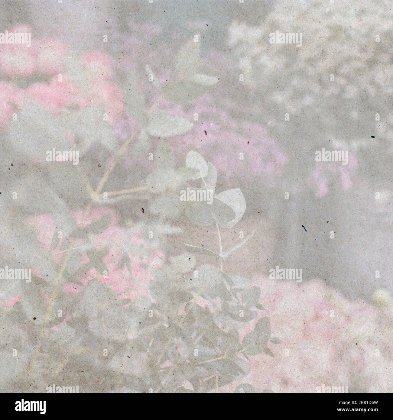 Carte de design à partir d'un bouquet d'eucalyptus sur fond de roses. Banque D'Images