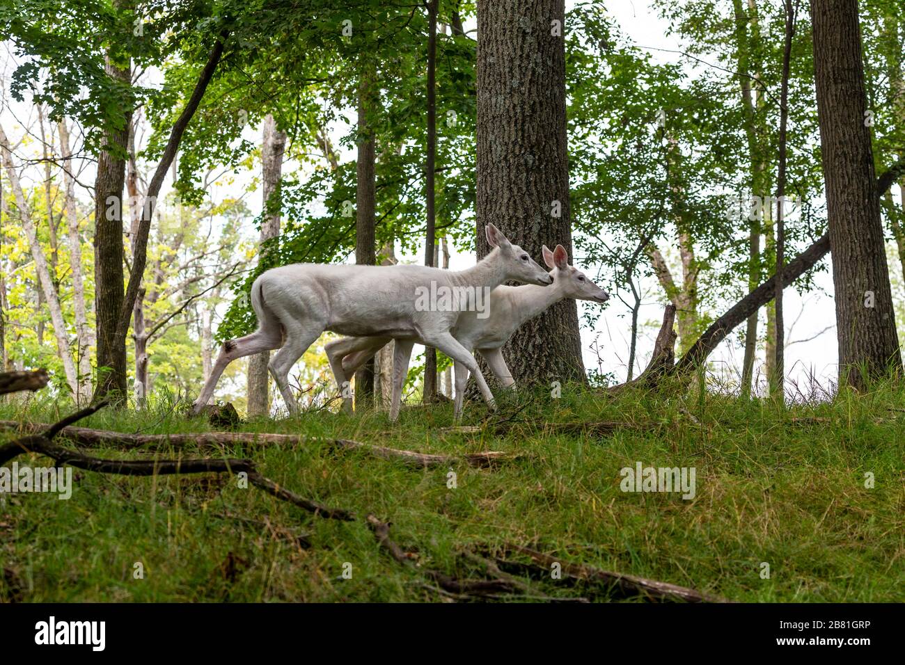 Cerf blanc rare. Scène naturelle de la zone de conservation du Wisconsin. Banque D'Images