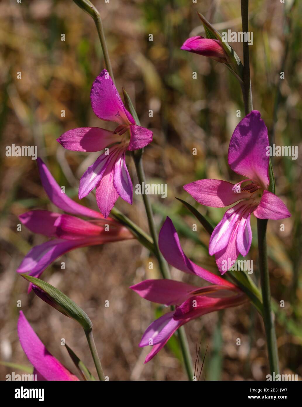 Gladiolus italicus Banque D'Images