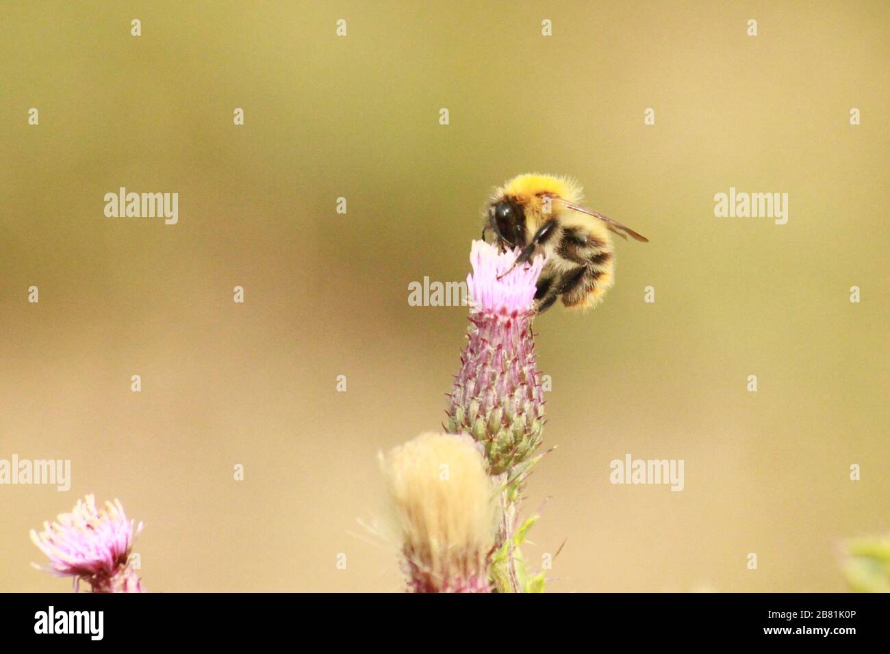 Abeille perchée sur une fleur Banque D'Images