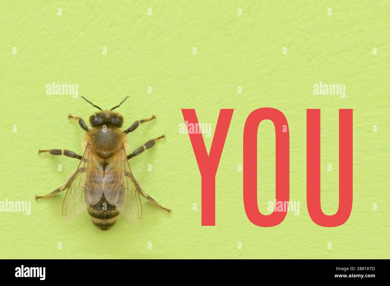 Vous abeilles une figure de parole ou de métaphore sur le mur vert Banque D'Images