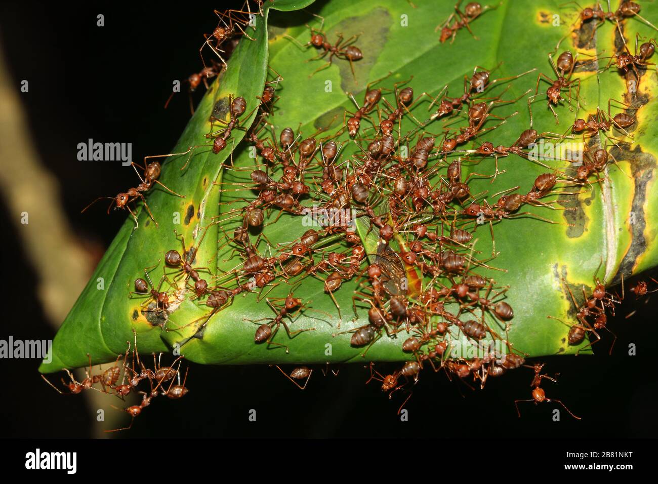ants attaque ! Banque D'Images