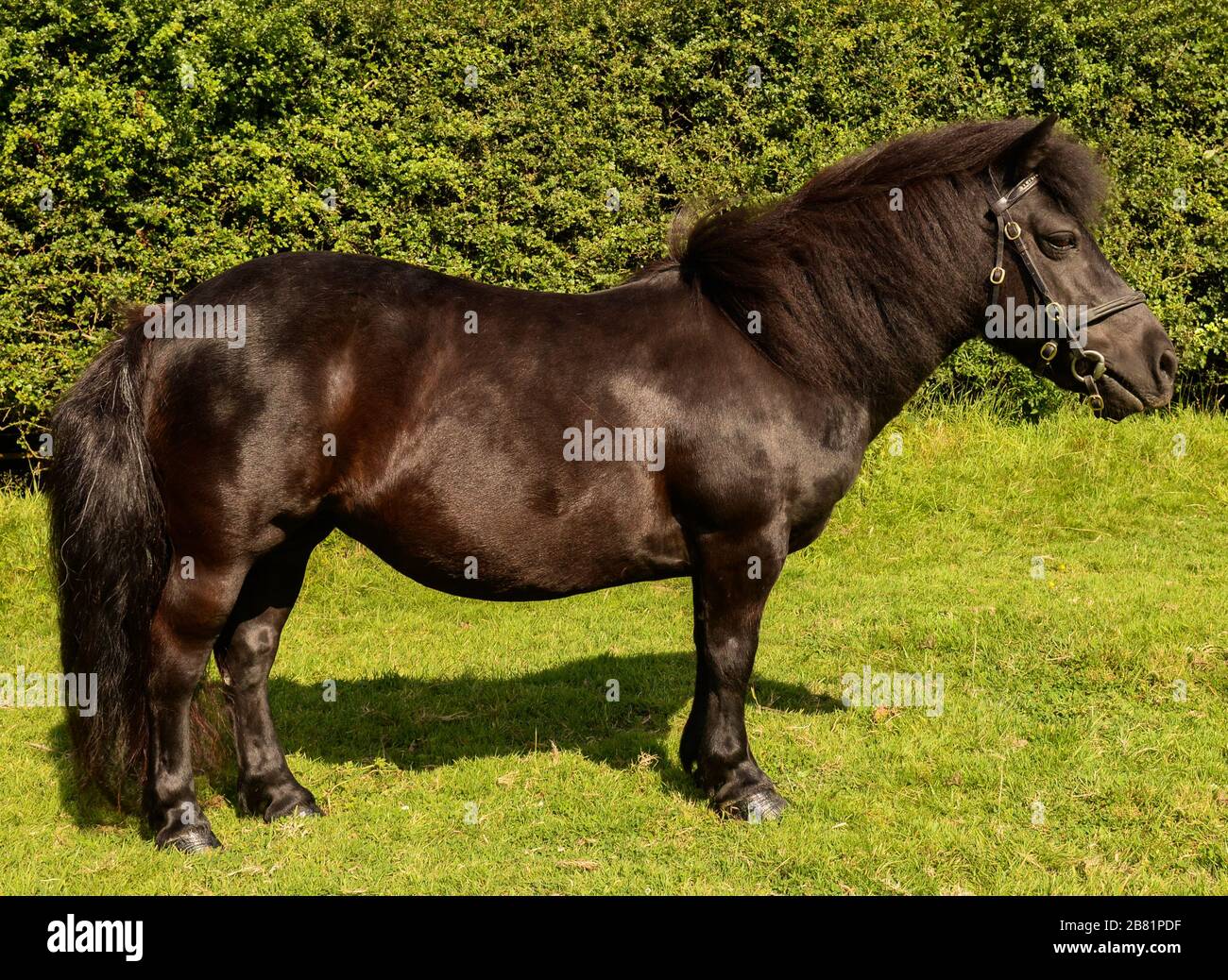 Poney Shetland Banque D'Images