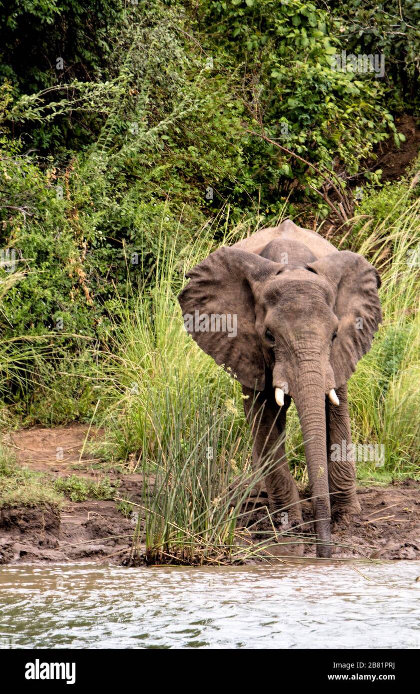 Un jeune éléphant d'Afrique inquisitif sur la rive du fleuve Zambèze près de Chilundu, au Zimbabwe. Pris d'un bateau sur la rivière. Banque D'Images