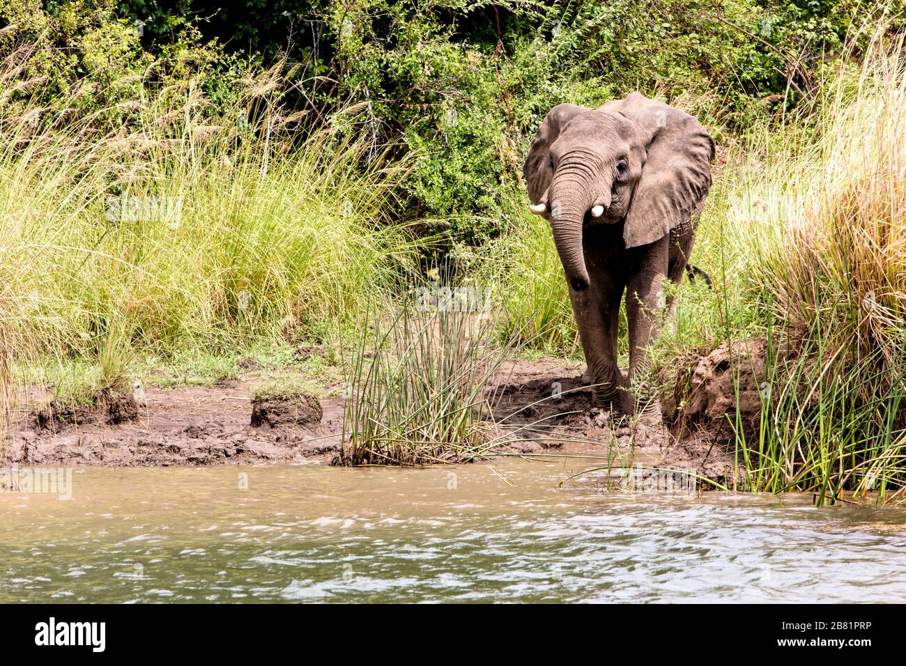 Un jeune éléphant d'Afrique inquisitif sur la rive du fleuve Zambèze près de Chilundu, au Zimbabwe. Pris d'un bateau sur la rivière. Banque D'Images