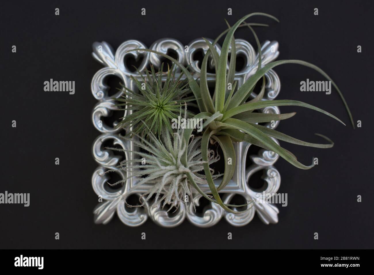 Tillandsia plantes dans un cadre argent. Banque D'Images