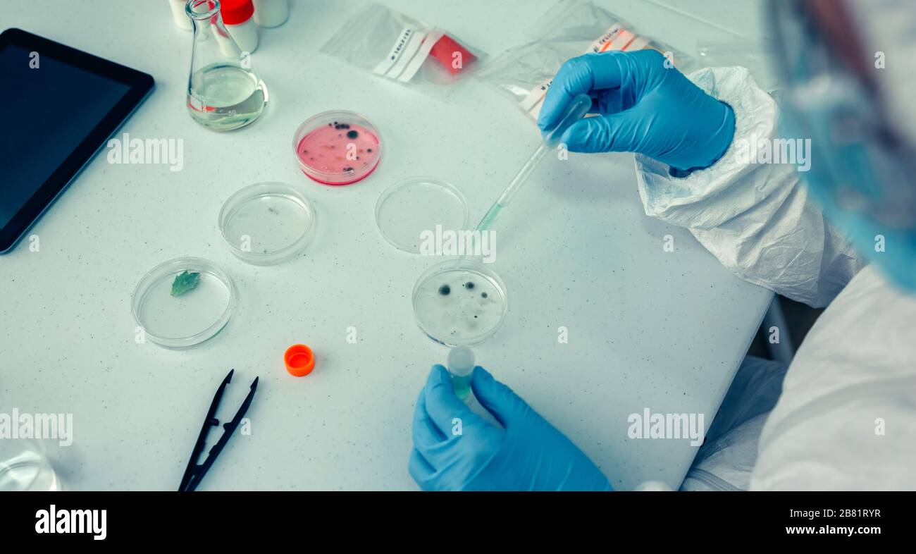 Scientifique avec un plat de Petri dans le laboratoire Banque D'Images