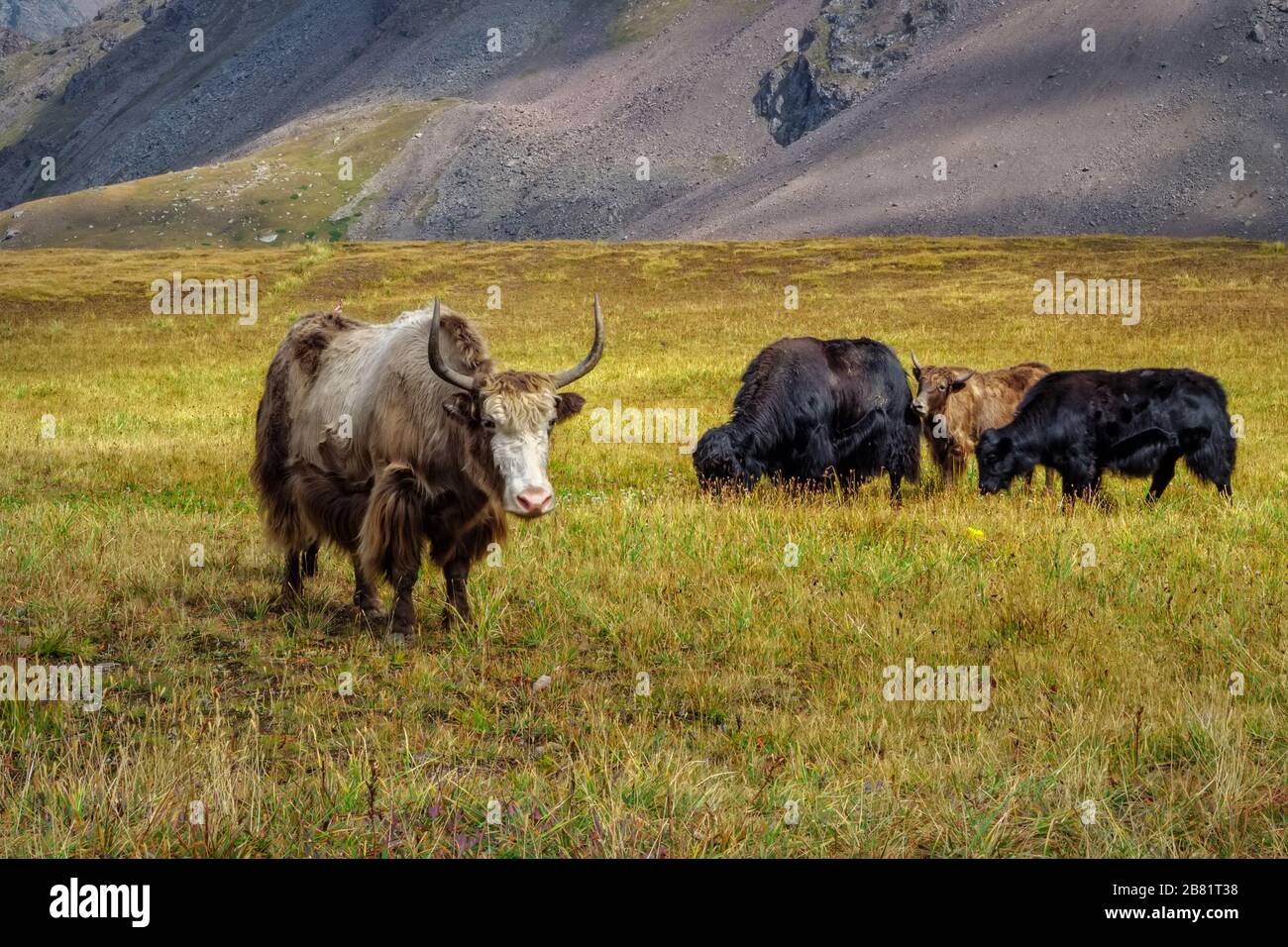 Vache Yak-tibétaine. Les chênes se délaissent dans une vallée de montagne. Yak est une ferme d caravane au Népal et au Tibet Banque D'Images