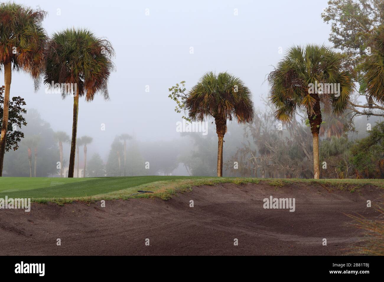 Palmiers sur un parcours de golf foggy avec un bunker de sable. Banque D'Images