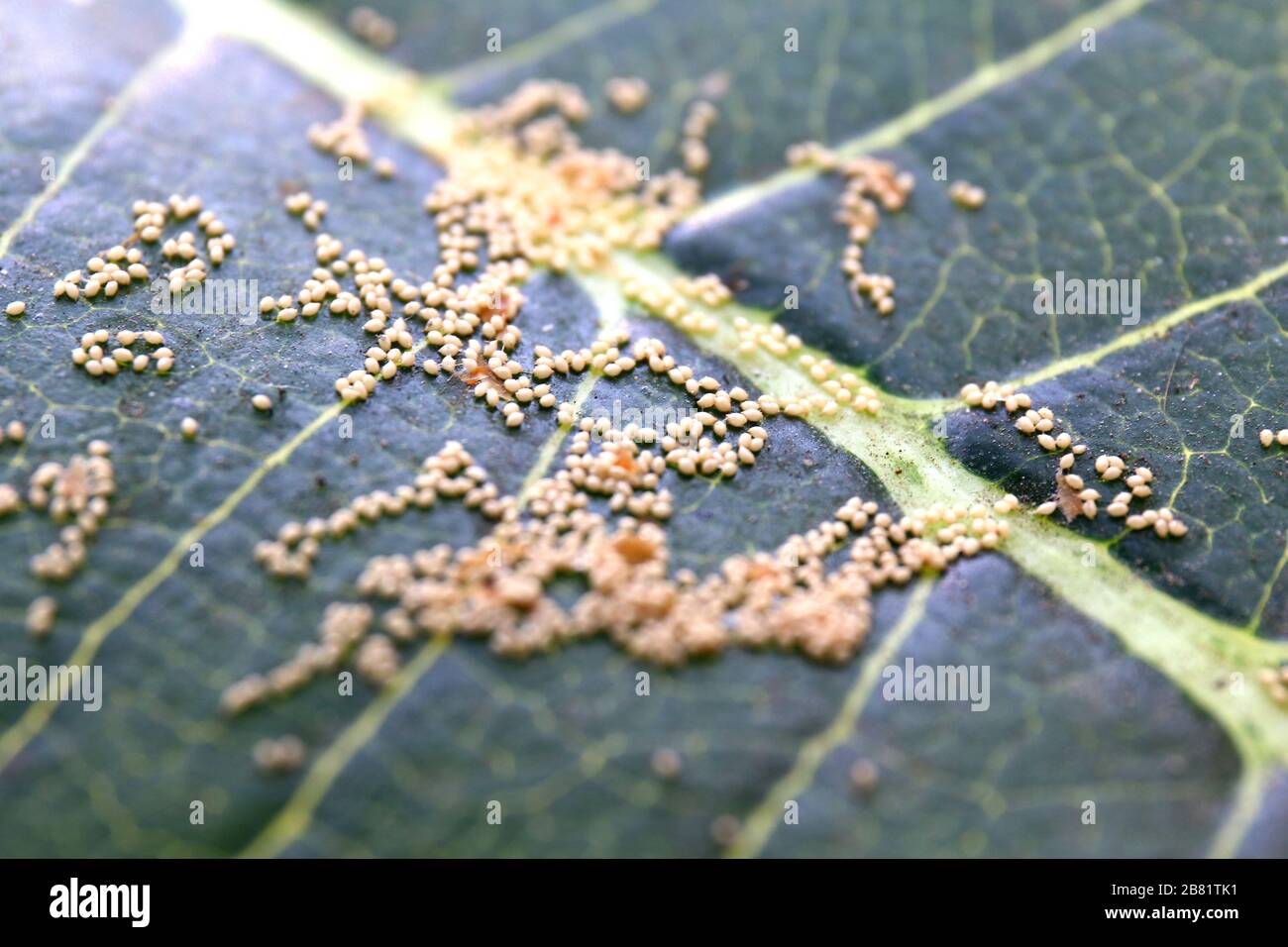 Œufs d'insectes sur la face inférieure des feuilles Banque de — free download
