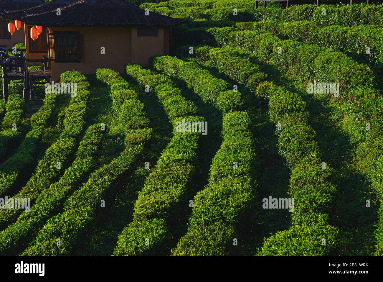 La plantation de thé sur la belle nature parc d'herbe verte les montagnes lumière du soleil et arrière-plan concept de détente à Ban Rak Thai, Mae Hong son, THAÏLANDE Banque D'Images