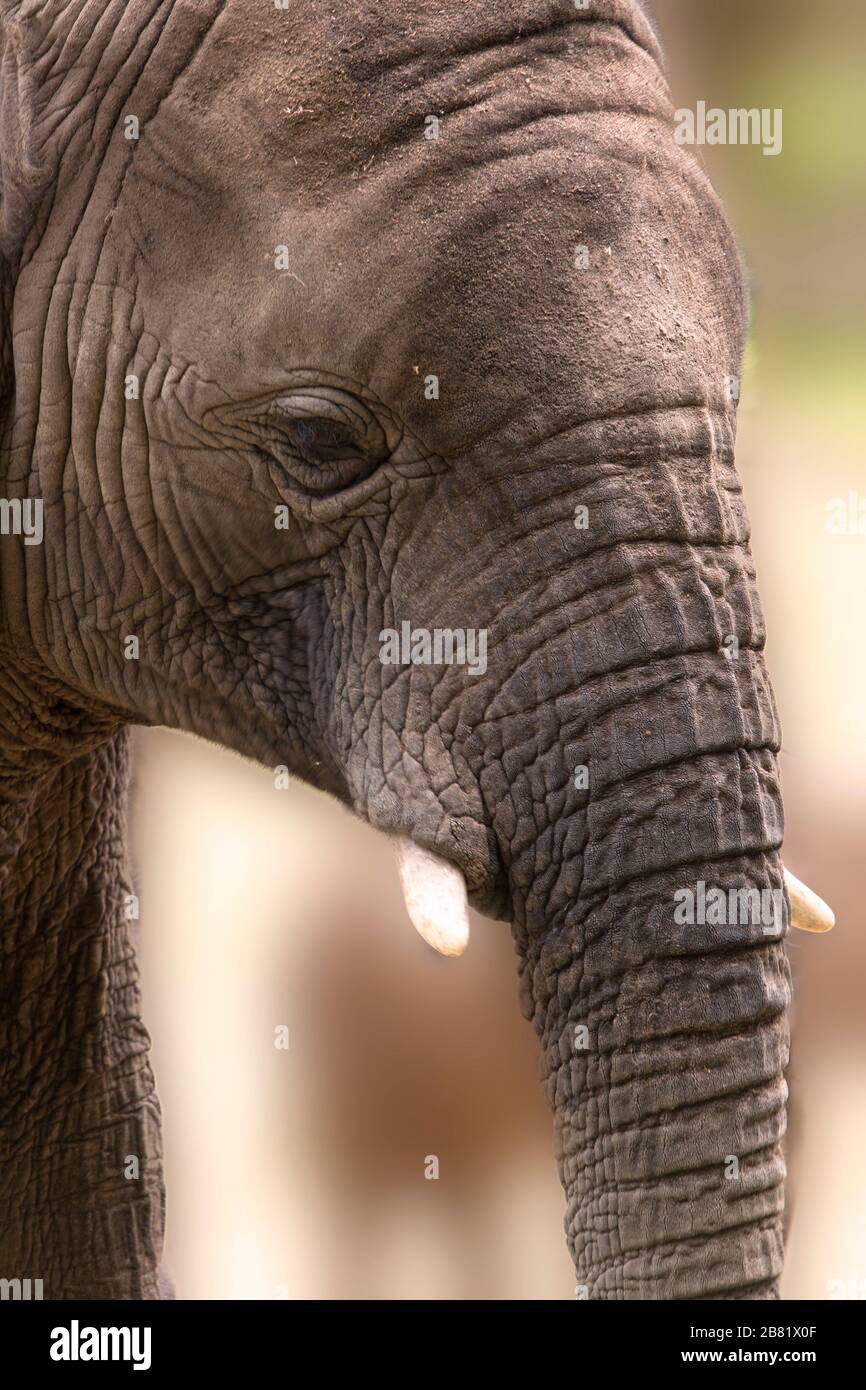 Portrait d'un jeune éléphant sauvé de la nature Banque D'Images