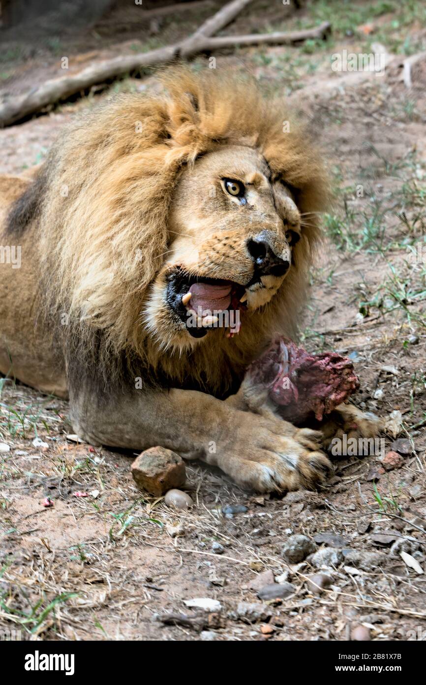 Portrait du lion africain sur le sol avec de la viande Banque D'Images