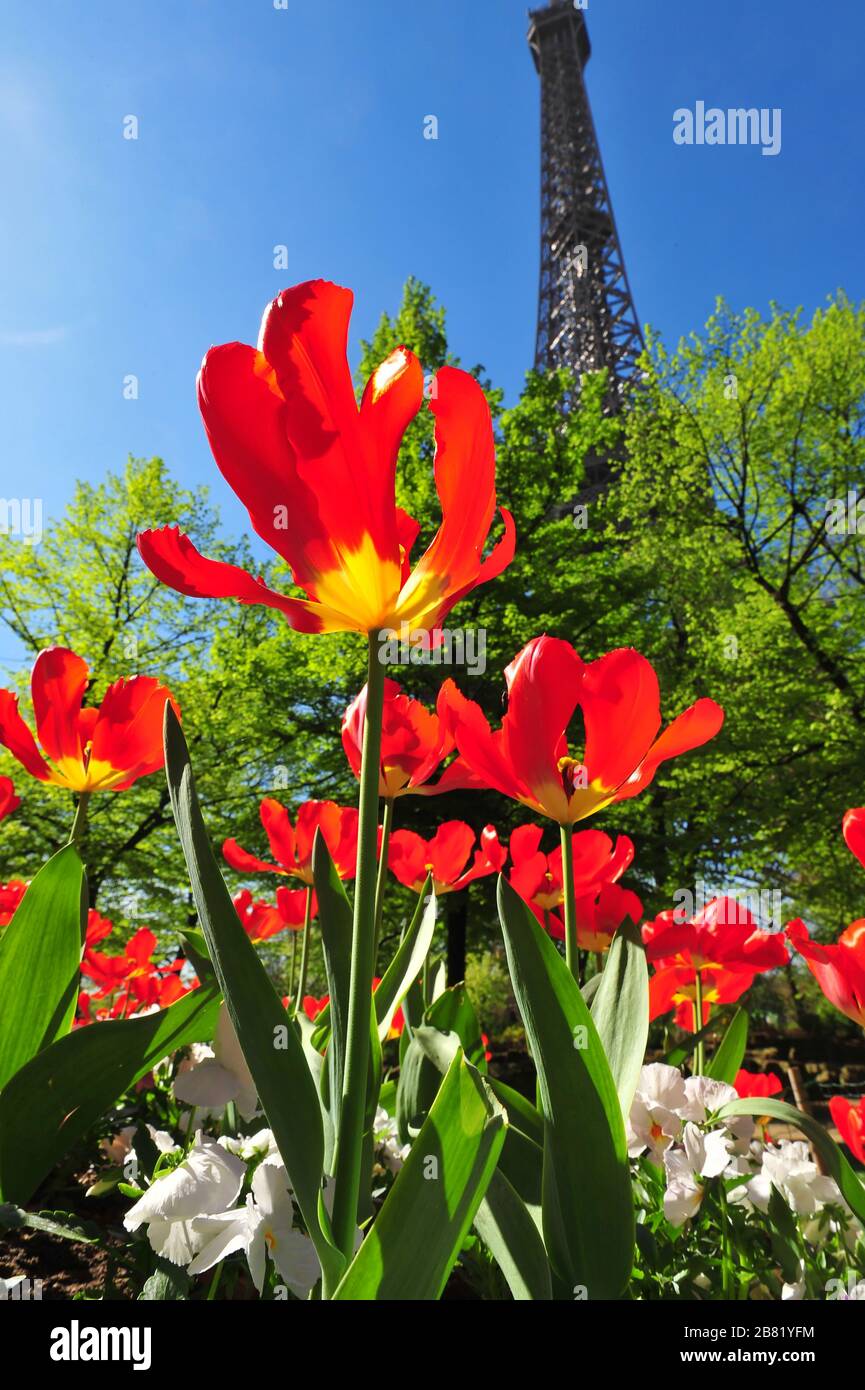 Paris, France. La Tour Eiffel vue au printemps avec des fleurs en premier plan Banque D'Images