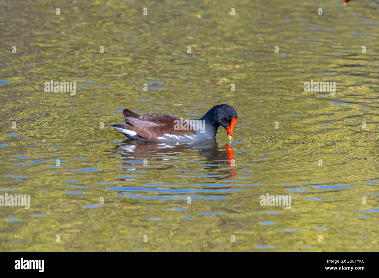 Une Gallinule commune (Gallinula galeata) nageant sur la surface de l'eau dans la réserve naturelle nationale de l'île Merritt, Floride, États-Unis. Banque D'Images