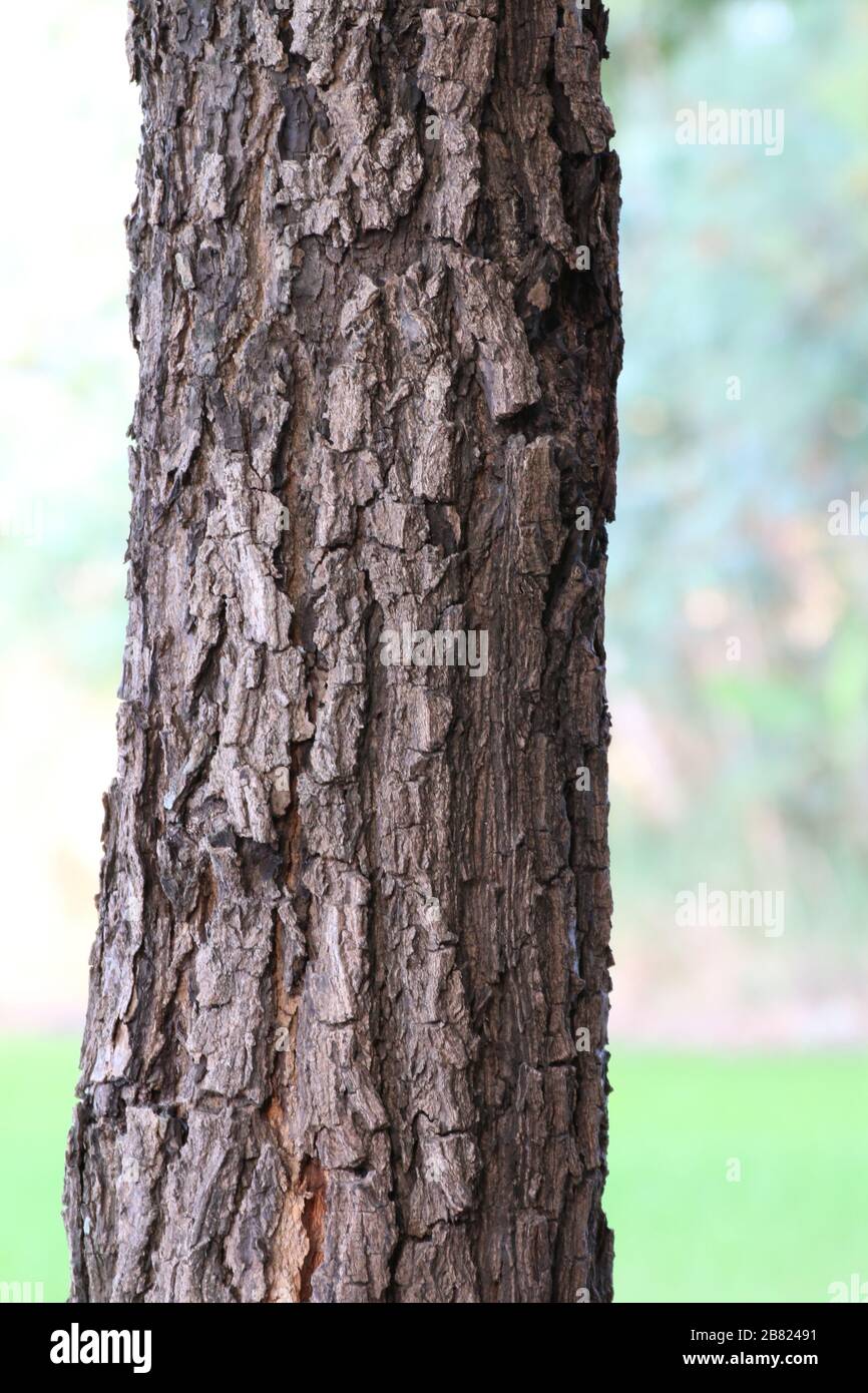 Texture d'arbre, tronc d'arbre Neem, forêt de texture de bois, bois de nature sauvage Banque D'Images