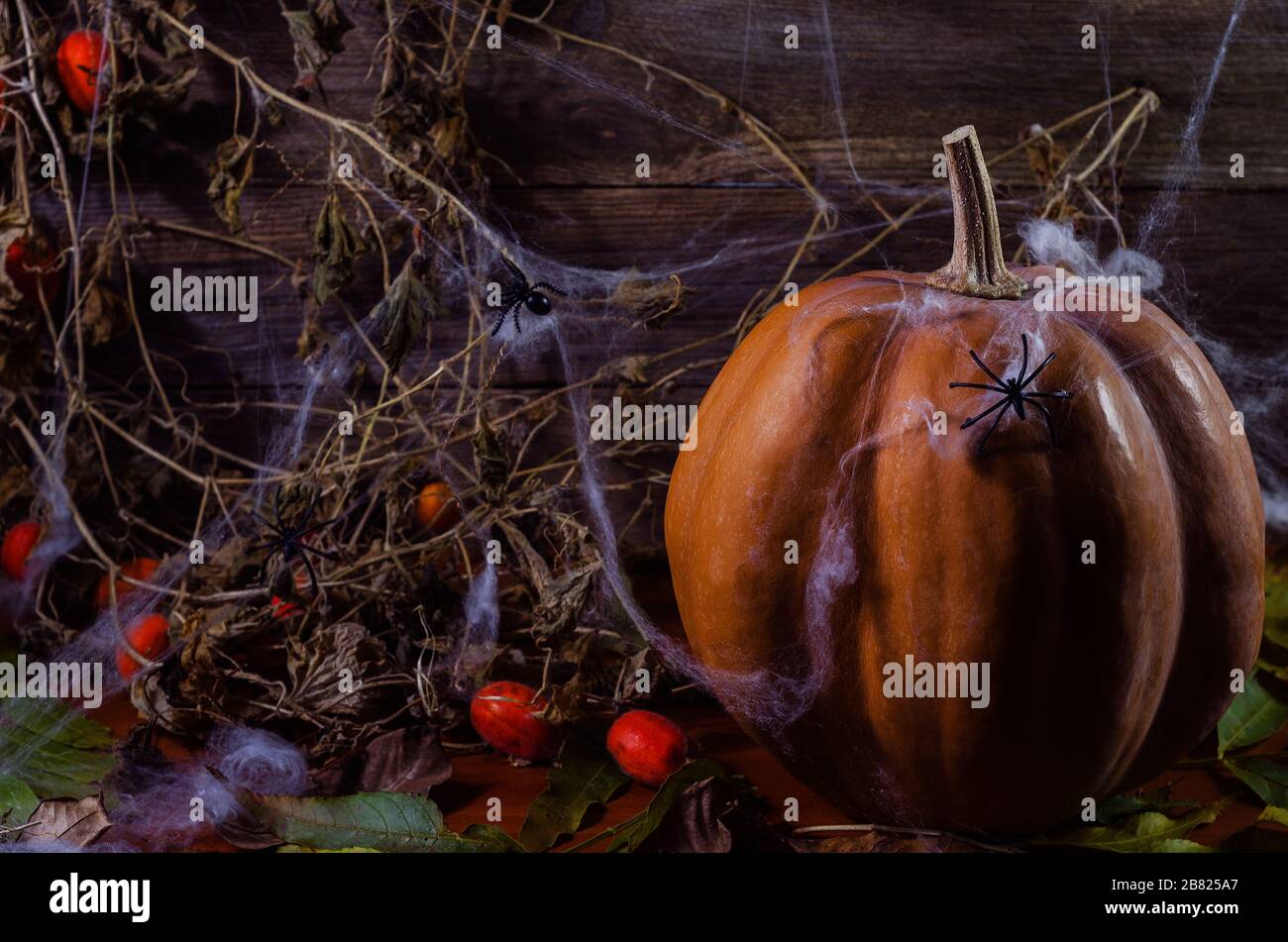 Citrouille sur le Web et araignées sur le fond de l'arbre pour Halloween Banque D'Images