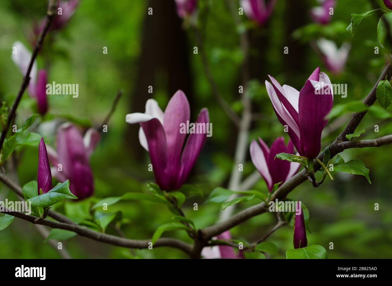 fermeture de fleurs de magnolia violette 2 Banque D'Images