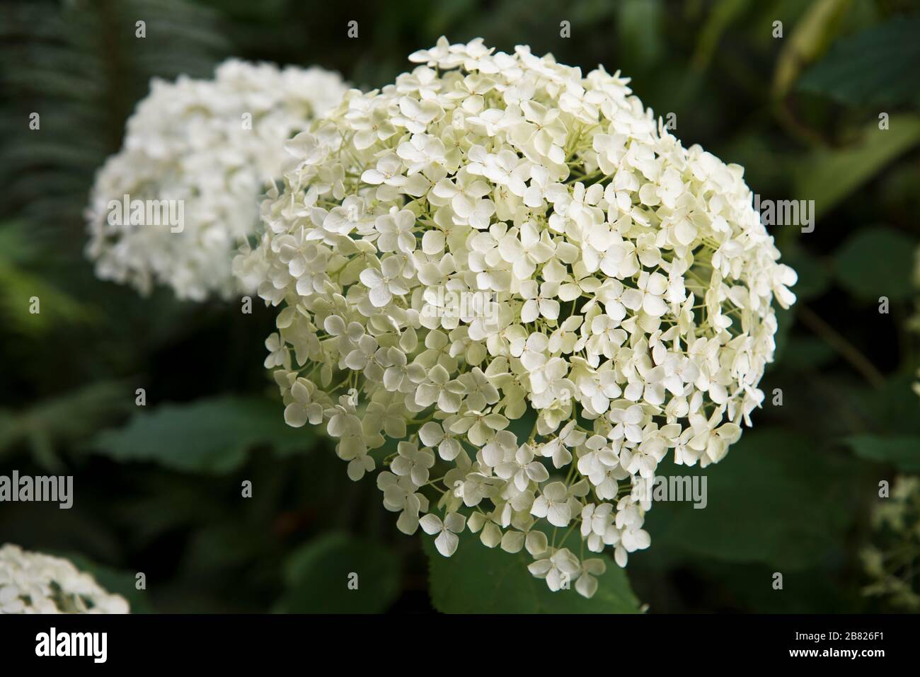 hydrangea arborescens annabelle Banque D'Images