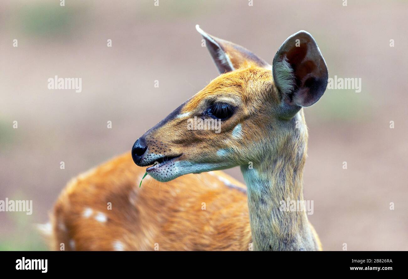 Bushbuck Ewe dans le parc national Kruger, Afrique du Sud Banque D'Images