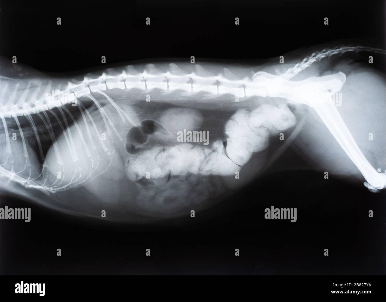 Anatomie Du Chat Banque D Image Et Photos Alamy