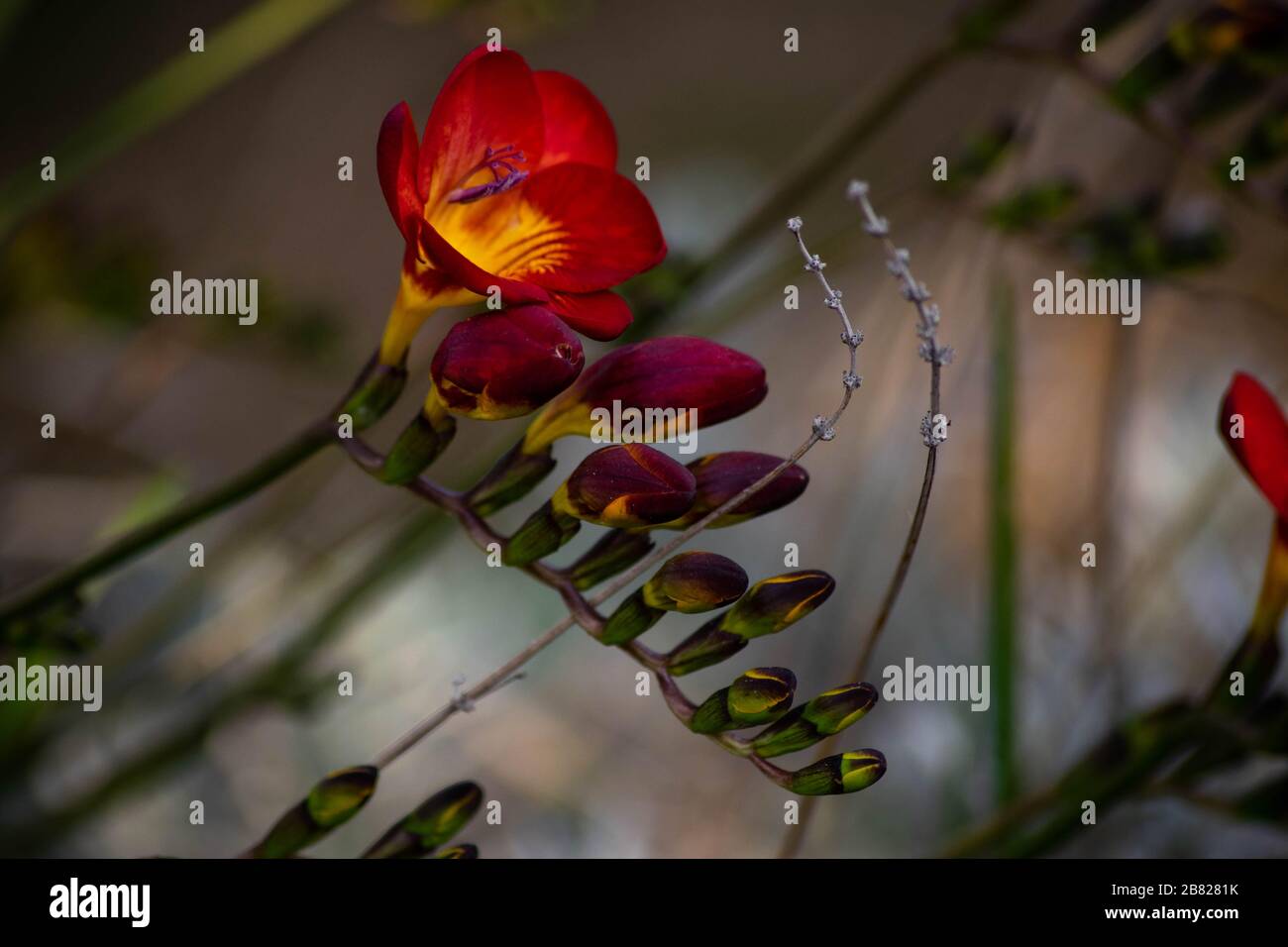 FREESIA, fleur rouge et jaune en grappe, avec bourgeons violets Banque D'Images
