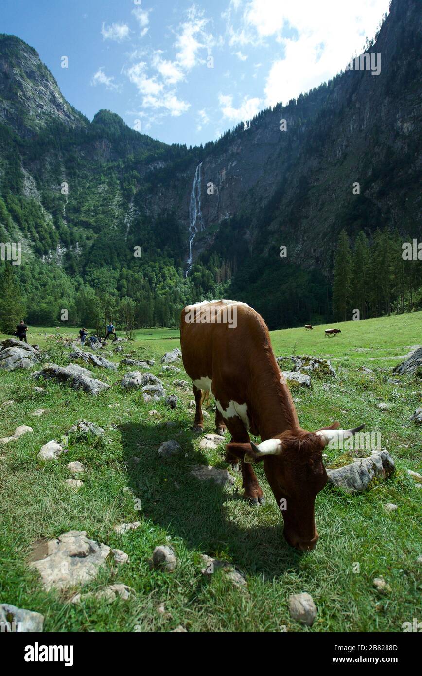 Vaches / bétail au parc national de Berchtesgaden, Allemagne, avec cascade de Röthbach en arrière-plan, entouré de montagnes des Alpes bavaroises. Banque D'Images